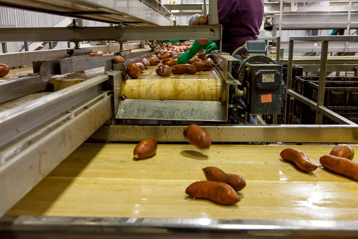 workflow cleaning conveyor di pabrik snack factory snack conveyor